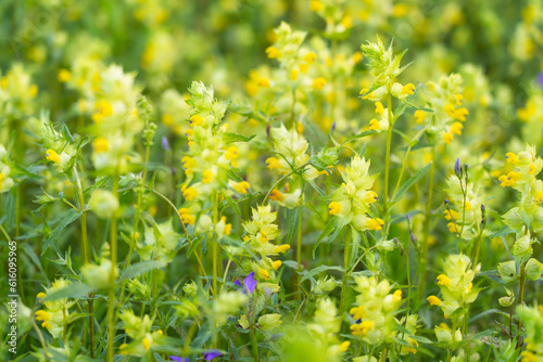 various field grasses and flowers on the background of the setting sun