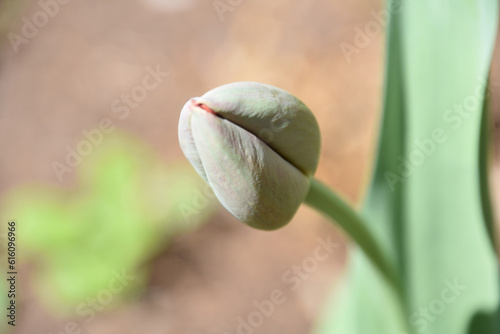 Gorgeous Tulip Bud with the Petals Closed Up