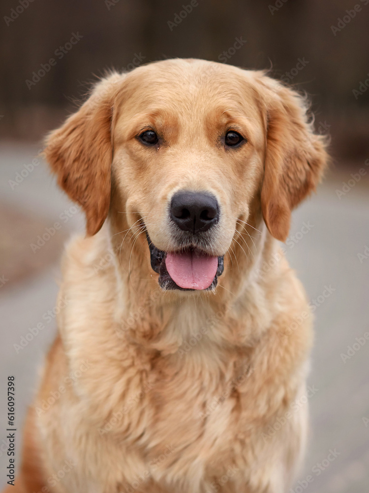 close-up portrait of dog golden retriever labrador in autumn in autumn park close-up portrait of dog golden retriever labrador in autumn in autumn park