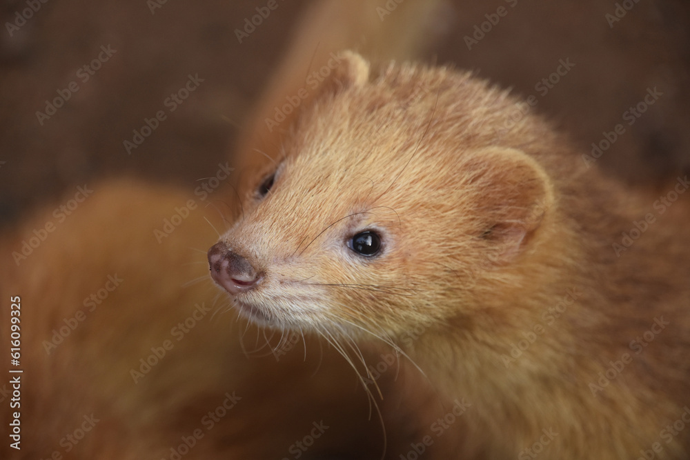 Looking Directly into the Face of a Cinnamon Ferret