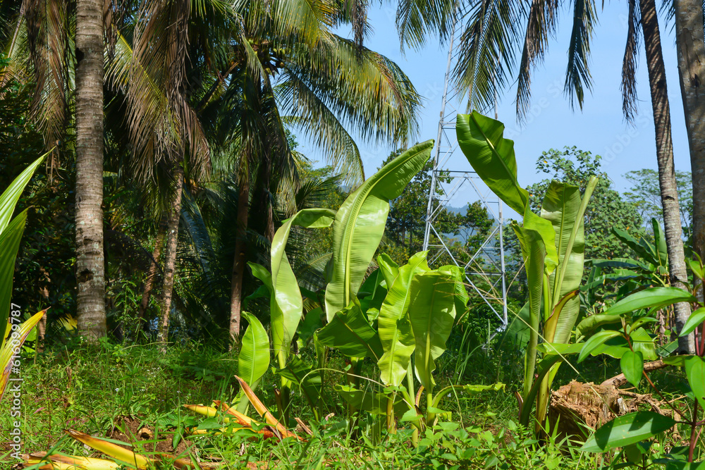 Banana trees growing lush against a blue sky background. Banana trees growing lush against a blue sky background.
