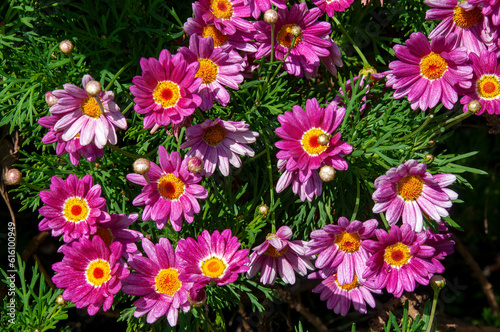 Sydney Australia  bright flowers of argyranthemum frutescens also known as Paris daisy or marguerite daisy