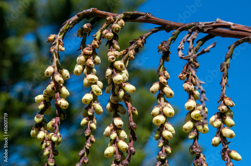 Sydney Australia, suspended flower strings of a stachyurus praecox or early spiketail is native to Japan