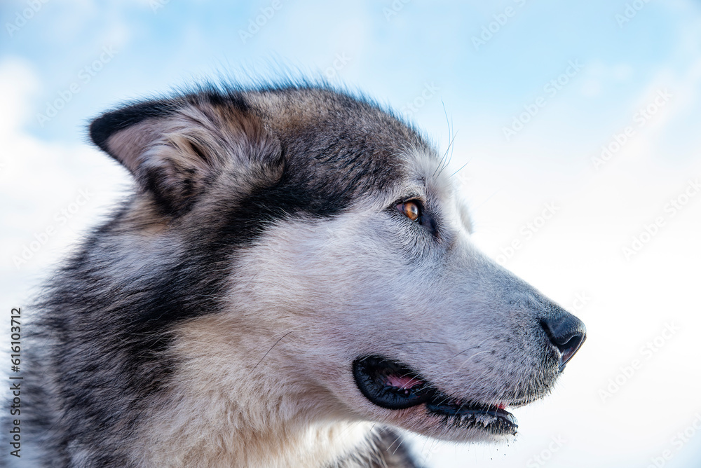 Alaskan malamute close-up of the head