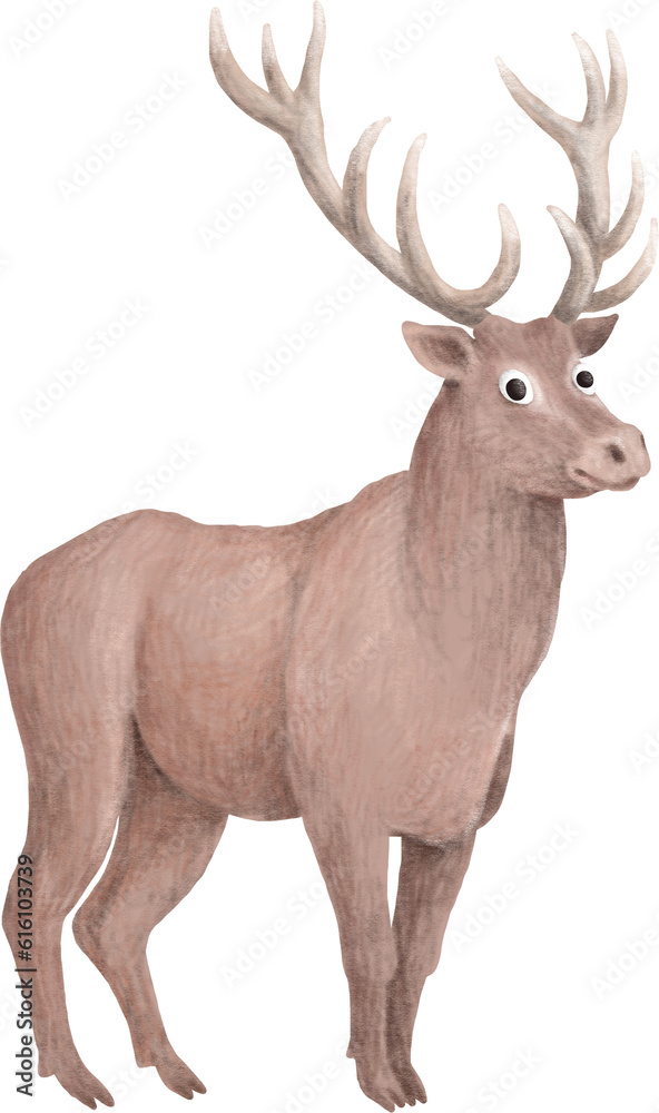 Red deer illustration isolated on white Red deer illustration isolated on white
