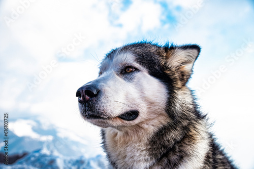 Alaskan malamute close-up of the head