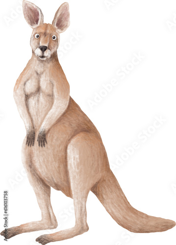 Red kangaroo illustration isolated on white © Anastasiya