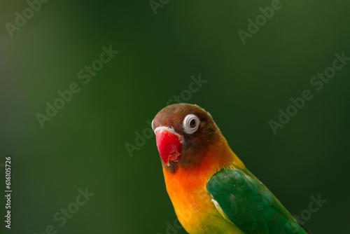 Lovebird Parrot (Agapornis personatus) animal closeup, animal portrait 