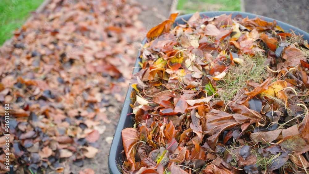 Foliage from the trees on the garden wheelbarrow and in the garden beds. Working in the garden in autumn. Use of fallen leaves in gardening