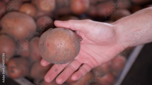 A hand shows a close-up of a red potato. Evaluation of potato harvest and product quality