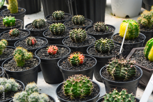 Mini Cactus in the pot, cacti plant store. Mini cactus as a background. Beautiful Colorful Gymnocalycium cactus. Vertical photo, top view.