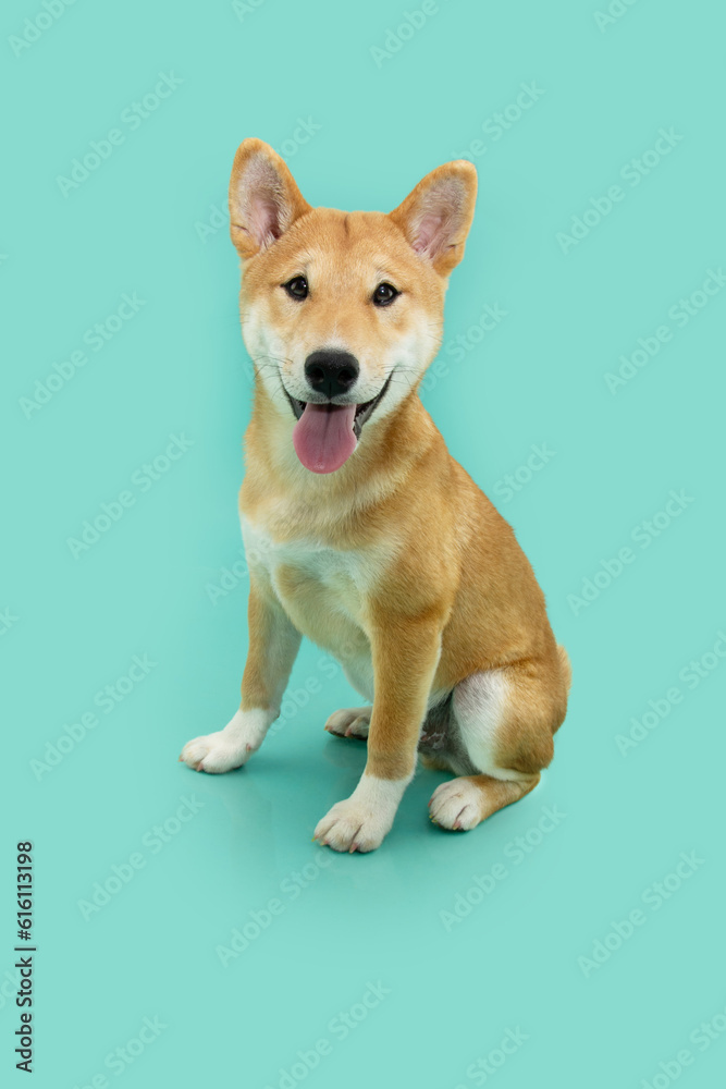 Portrait shiba inu puppy dog sitting with happy expression face. Isolated on blue colored background