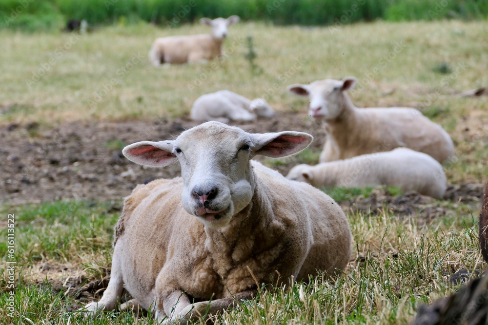Ein hübsches Schaf, das mit seiner Herde auf der Wiese liegt.