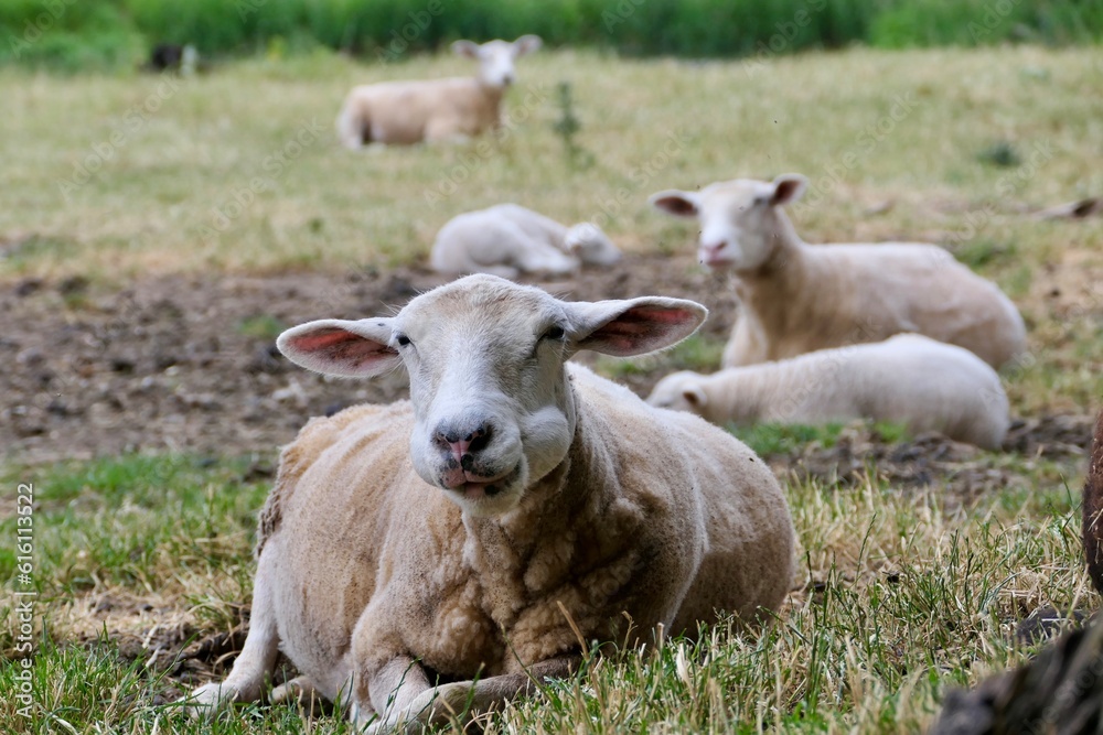 Ein hübsches Schaf, das mit seiner Herde auf der Wiese liegt. Ein hübsches Schaf, das mit seiner Herde auf der Wiese liegt.