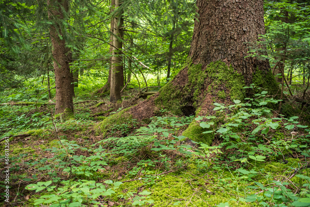 Large oak tree with mossy roots in a forest in Europe. Cloudy summer day, lush green vegetation, no people