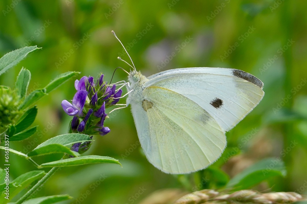 Nahaufnahme eines Kohlweißlings saugt Nektar an einer lila Blüte. Nahaufnahme eines Kohlweißlings saugt Nektar an einer lila Blüte.