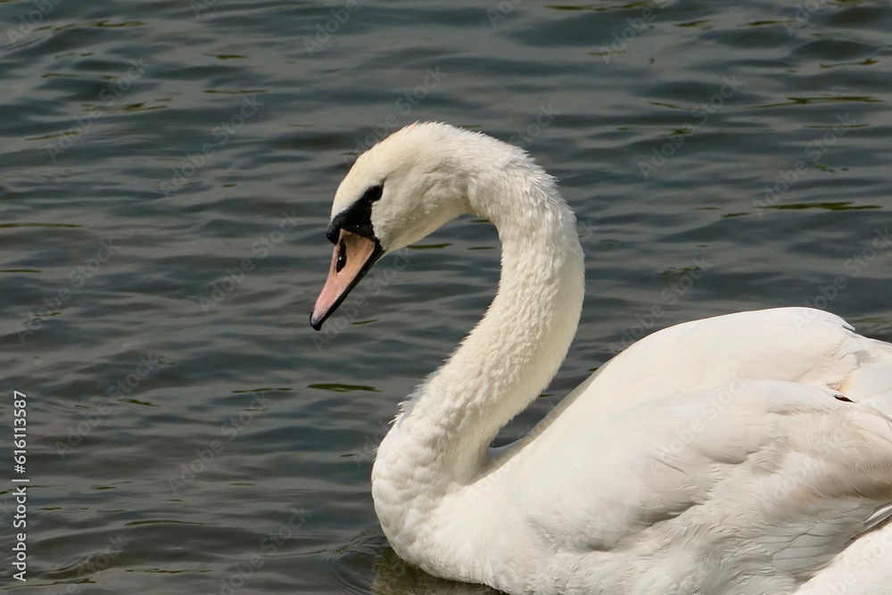 Nahaufnahme eines Schwans auf dem Wasser. Nahaufnahme eines Schwans auf dem Wasser.