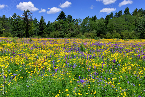Wildflower meadows- Wander through meadows carpeted with a vast array of wildflowers, offering a symphony of colors and scents 