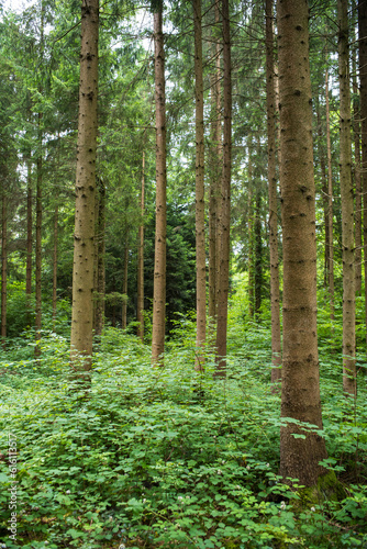 Tall trees and lush green vegetation in a forest in Europe. Cloudy summer day, no people