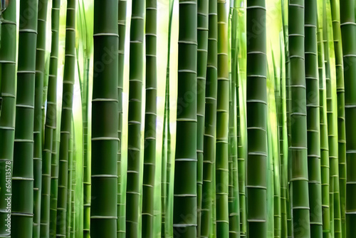 Bamboo forests- Lose yourself in the serenity of bamboo forests  with their tall  slender stalks swaying gently in the breeze 