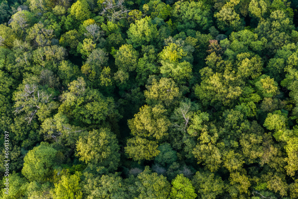 A Canopy of Dense Trees Describing the Aerial View of a Forest