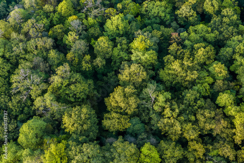 A Canopy of Dense Trees Describing the Aerial View of a Forest