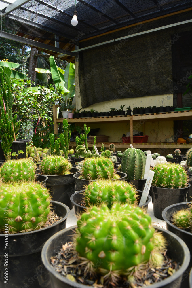 Mini Cactus in the pot, cacti plant store. Mini cactus as a background. Beautiful Colorful Gymnocalycium cactus. Vertical photo, top view.