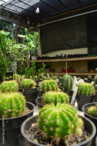 Mini Cactus in the pot, cacti plant store. Mini cactus as a background. Beautiful Colorful Gymnocalycium cactus. Vertical photo, top view.