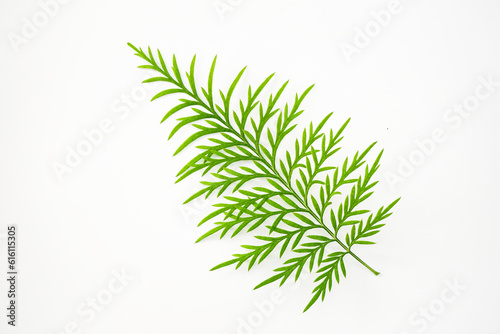 top view  of green leaf with beautiful shapes isolated on white background. close up of beautiful tropical  green leaf on white background.