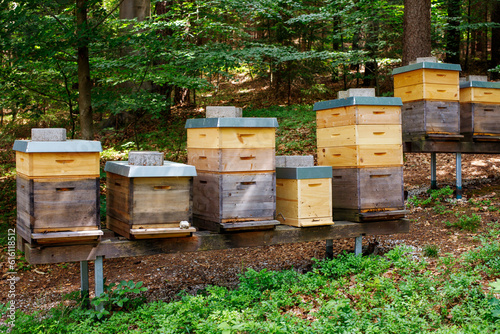 Bee apiary in the forest, the houses of bees honey, bee farm. © Екатерина Арцыбашева