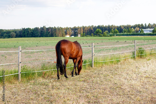 Brown Horse Grazing in the Paddock