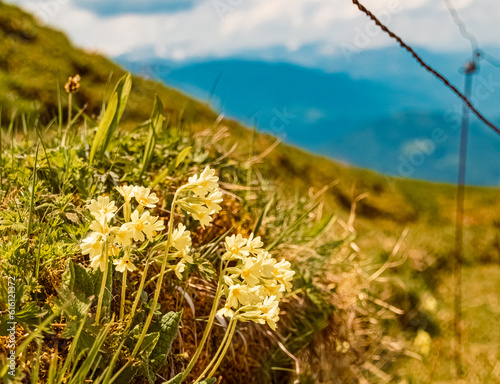 Primula elatior, oxlip, on a sunny day in summer at Mount Hochgrat, Oberstaufen, Oberallgaeu, Bavaria, Germany photo