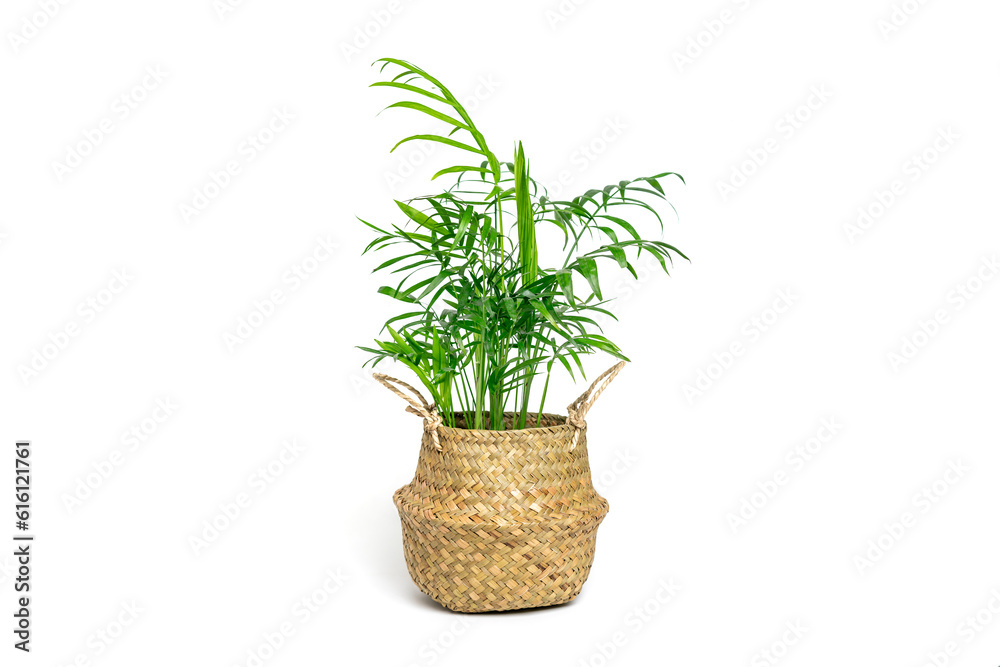 Home plant Hamedorea in a wicker planter isolated on white background Home plant Hamedorea in a wicker planter isolated on white background