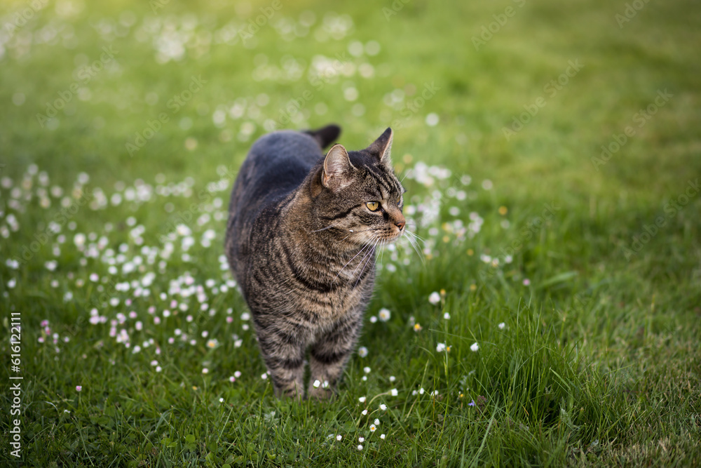 Tabby cat stands in a meadow and looks to the right. Portrait of a European shorthair cat watching the action outdoors