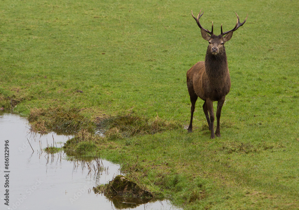 Fototapeta premium Stag by a river.