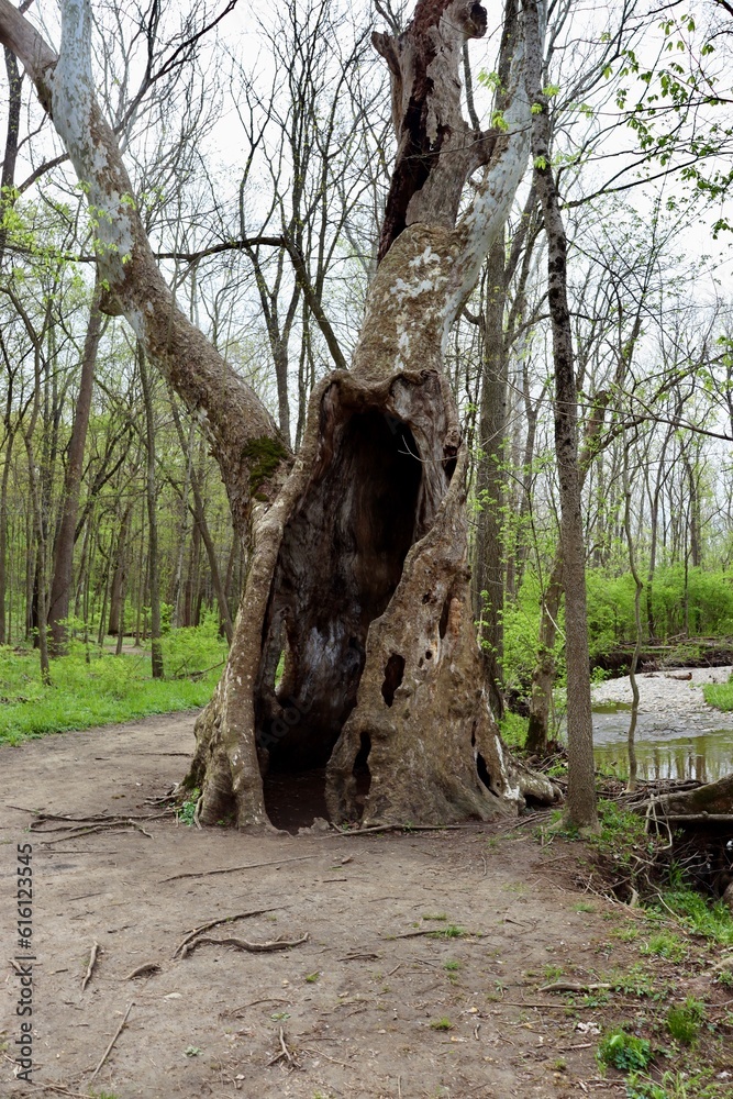 The old hollow tree in the forest on a cloudy day.