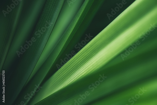 Dark green leaf texture, Natural green leaves using as nature background wallpaper or tropical leaf cover page 