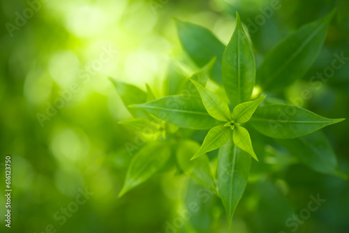 Nature of green leaf in garden at summer. Natural green leaves plants using as spring background cover page greenery environment ecology lime green wallpaper