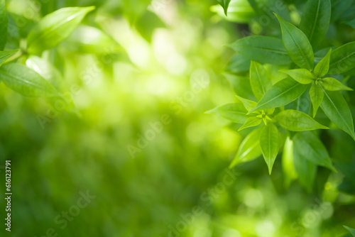 Nature of green leaf in garden at summer. Natural green leaves plants using as spring background cover page greenery environment ecology lime green wallpaper