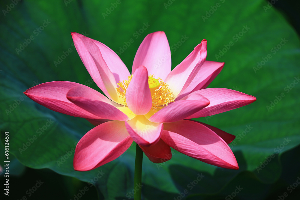 pink Lotus flower growing in the pond with green leaf background in summer
pink Lotus flower growing in the pond with green leaf background in summer
