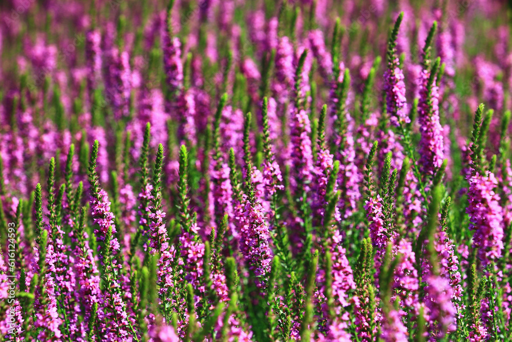 Spiked Loosestrlfe or Purple Lythrum flowers blooming in the garden at sunny day
