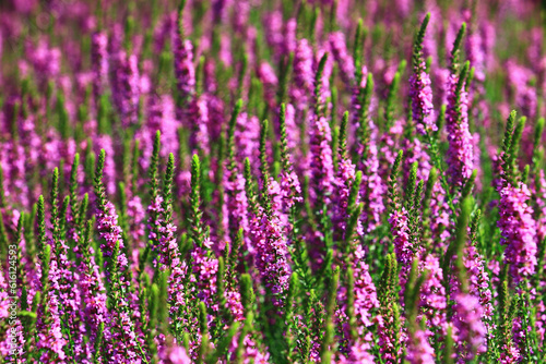 Spiked Loosestrlfe or Purple Lythrum flowers blooming in the garden at sunny day 