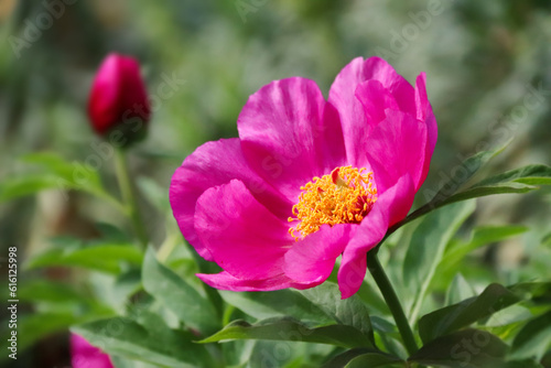 Close up look on a Fern Peony also known as paeonia tenuifolia.