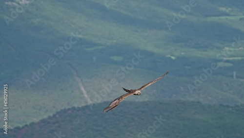 Golden Eagle (Aquila chrysaetos) Foraging and eating meat in the Pyrenees in Catalonia Spain