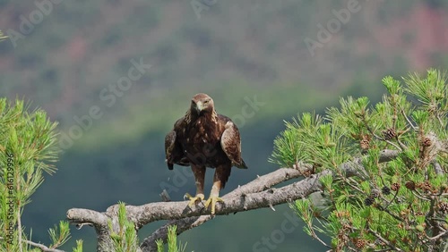 Golden Eagle (Aquila chrysaetos) standing on a pine tree in Catalonia Spain
