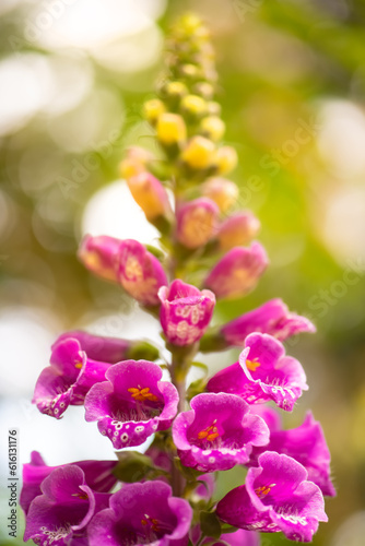 Foxglove  Digitalis purpurea  is a poisonous species of flowering plant in the plantain family Plantaginaceae. Macro close up of pink flowering stem from frog perspective with blurred background. 