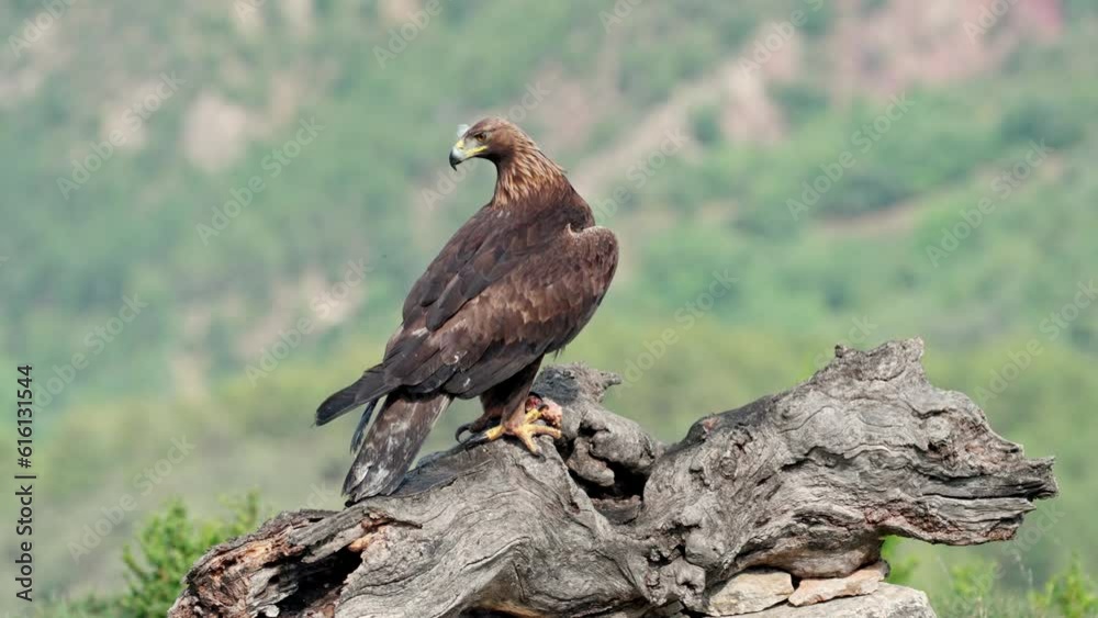 Golden Eagle (Aquila chrysaetos) Standing on a tree trunk and eating Golden Eagle (Aquila chrysaetos) Standing on a tree trunk and eating