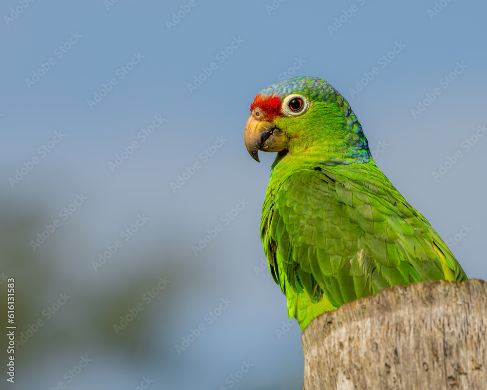 Red-lored Amazon or Red-lored Parrot