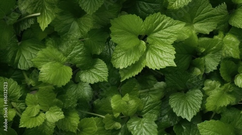 Green mint grows background. harvest new. Generative AI