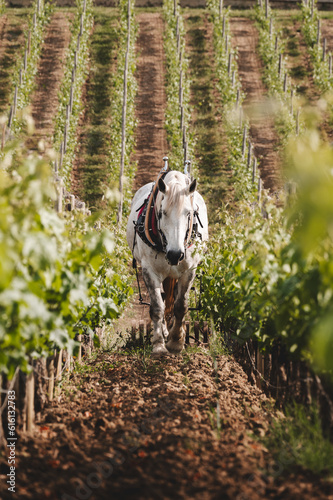 Fotografie, Tablou Cheval de trait et travaux de sol dans le vignoble de Saint Emilion